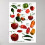 Chili Varieties Wall Art Print