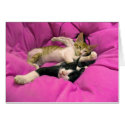 Chill Bill & Relax Max cards