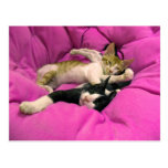 Chill Bill - Relax Max - Cute cats Post Card