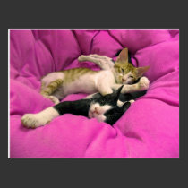 Chill Bill - Relax Max - Cute cats postcards
