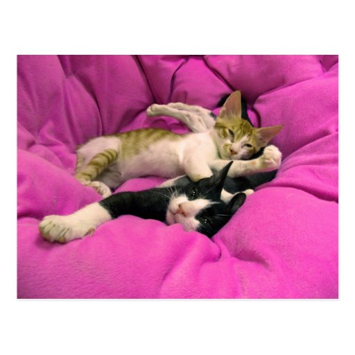 Chill Bill - Relax Max - Cute cats Post Card