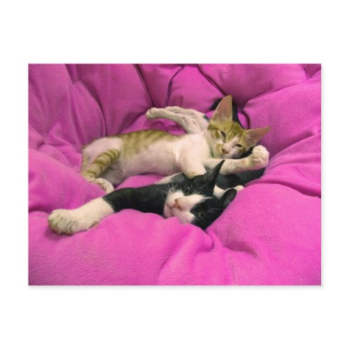 Chill Bill - Relax Max - Cute cats postcard