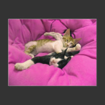Chill Bill - Relax Max - Cute cats postcards