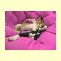 Chill Bill - Relax Max postcards