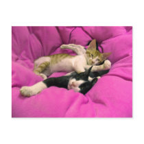 Chill Bill - Relax Max postcards by Rainmountain Chill Bill - Relax Max postcards