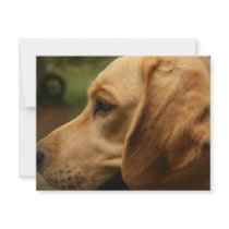 Chilli Dog invitations by pamelajayne Chilli Dog invitations