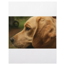 Chilli Dog letterhead