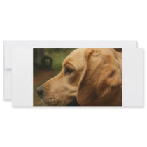 Chilli Dog rack cards by pamelajayne Chilli Dog rack cards