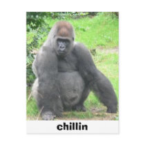 chillin postcards by guddimagg chillin postcards