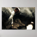 Chimp and Momma posters
