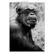 chimp cards