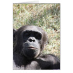 Chimp Cards