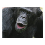 Chimp Chat  Postcard