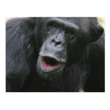 Chimp Chat  Postcard