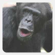 Chimp Chat  Stickers