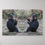 Chimp Chimp posters