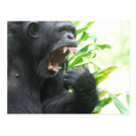 Chimp Fangs Postcard