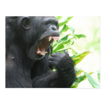 Chimp Fangs Postcard
