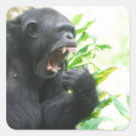 Chimp Fangs Stickers