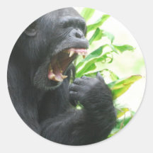 Chimp Fangs Stickers