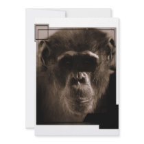 Chimp Invitation
