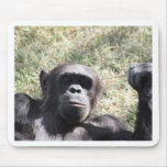 Chimp Mousepads