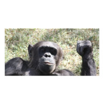 Chimp photo cards
