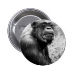 chimp pin