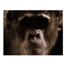 Chimp Postcard
