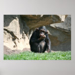 Chimp posters