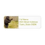 Chimp Return Address Label