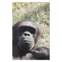 Chimp stationery