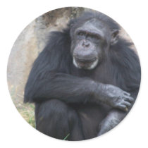 Chimp sticker
