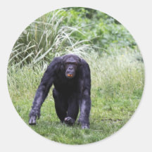 Chimp Sticker