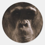 Chimp Stickers