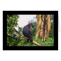 Chimp up a Tree Card