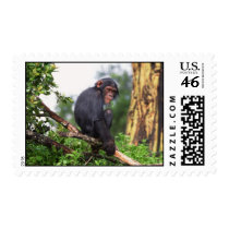 Chimp up a Tree Stamp