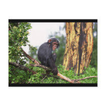 Chimp up a Tree Postcard