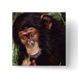 Chimpansee Pinback Button