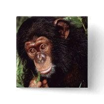 Chimpansee Pinback Button