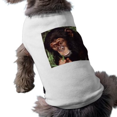 Chimpansee pet clothing