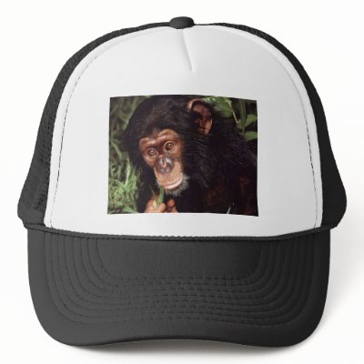 Chimpansee hats