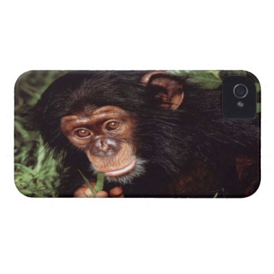 Chimpansee iPhone 4 Cases