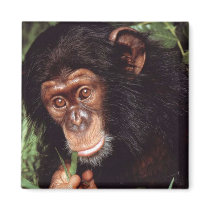 Chimpansee Magnet