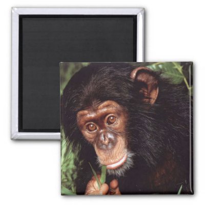 Chimpansee magnets