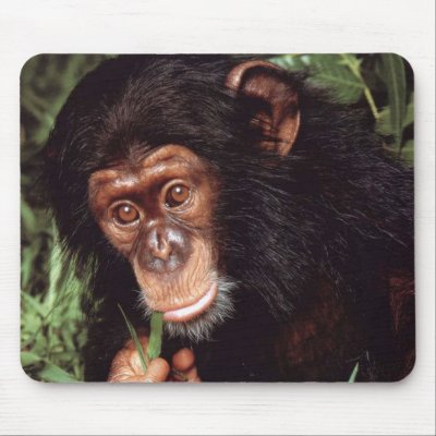 Chimpansee Mouse Pads