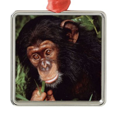 Chimpansee Christmas Ornament