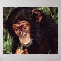 Chimpansee Print