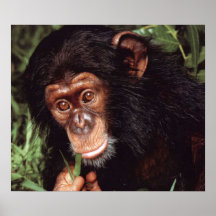 Chimpansee Print