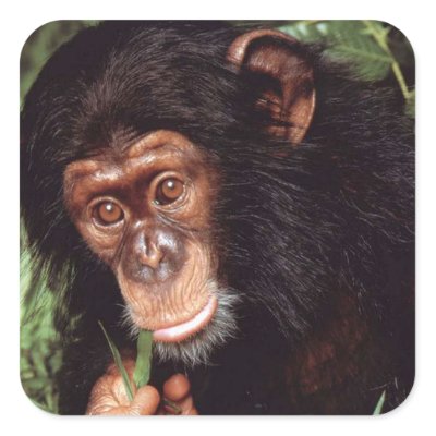 Chimpansee Sticker